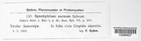 Synchytrium aureum image